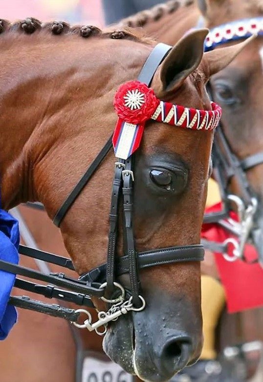0036GA - Full cheek Weymouth bit with high port