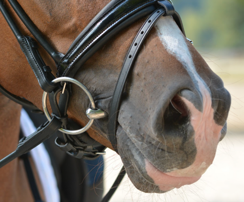 Thoroughbreds / OTTB - What are the Most Successful Bit Styles?