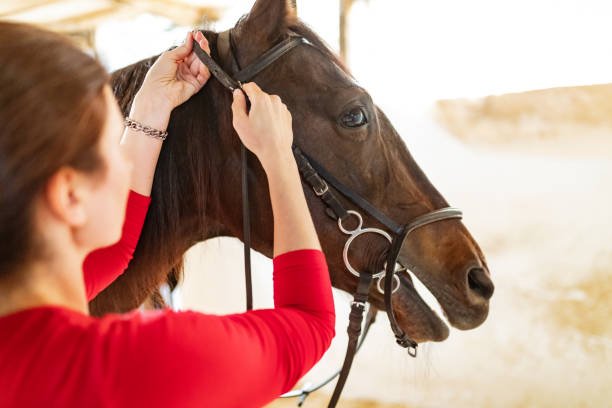 Should I consider a Stronger Bit? - Horse Bit Emporium