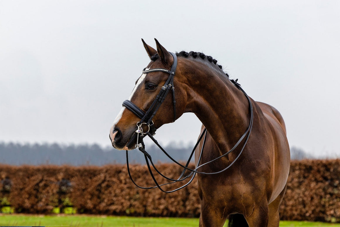 Trust Equestrian Bridles - Horse Bit Emporium