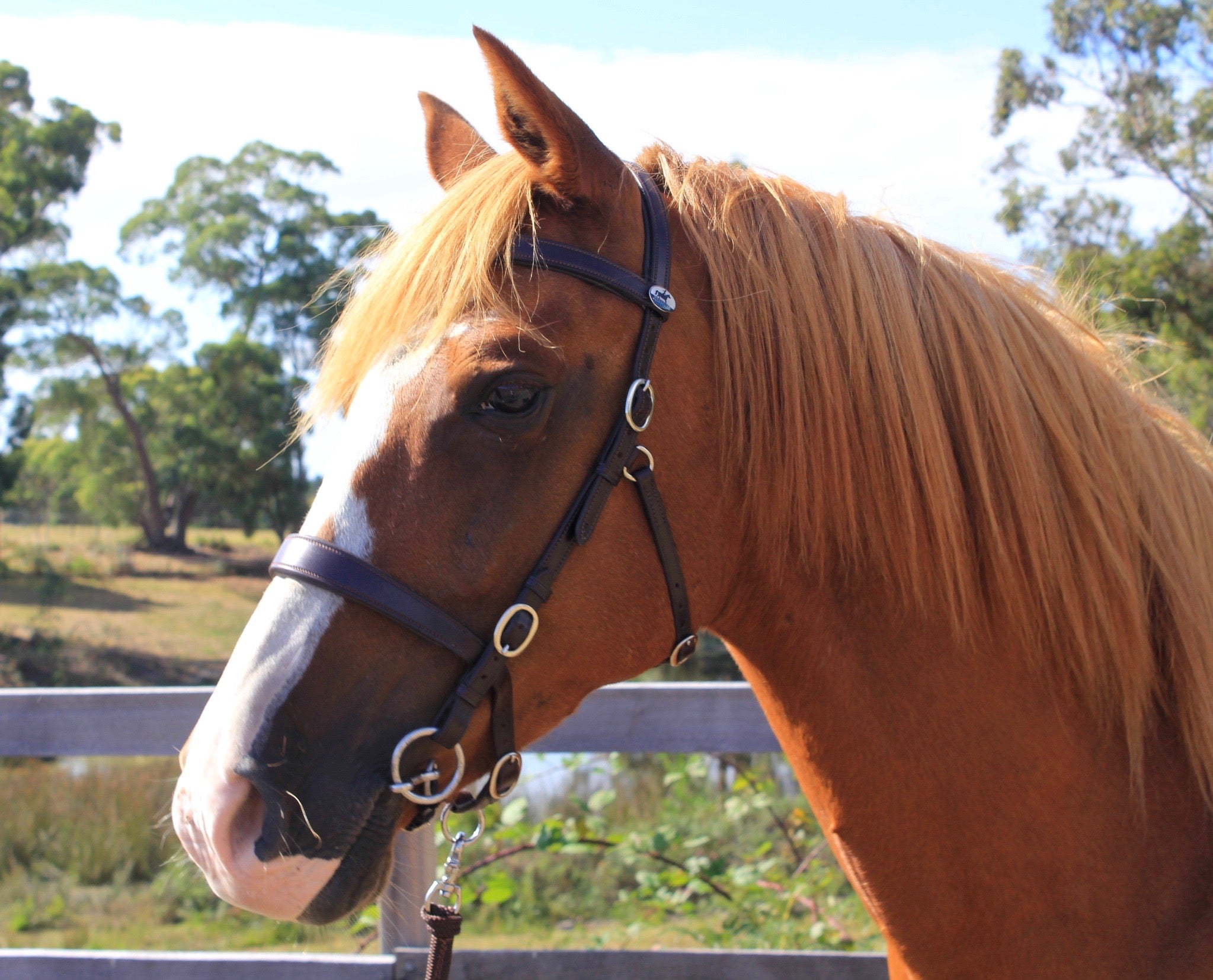 Wee Bit PeeWee Bit - Horse Bit Australia